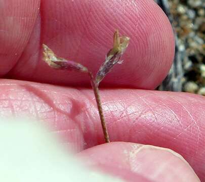 Image of sharpkeel milkvetch