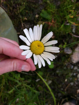 Слика од Leucanthemum vulgare Lam.