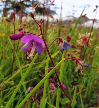 Imagem de Desmodium incanum DC.