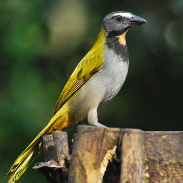 Image of Buff-throated Saltator