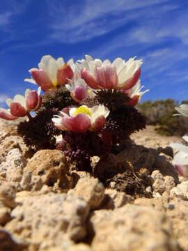 Plancia ëd Callianthemoides semiverticillatus (Phil.) M. Tamura