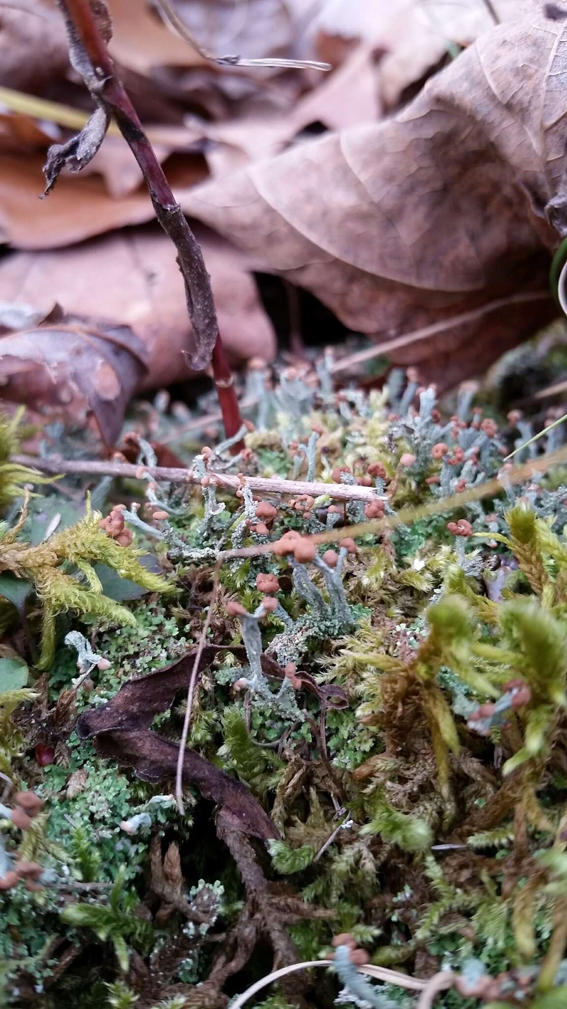 صورة Cladonia peziziformis (With.) J. R. Laundon