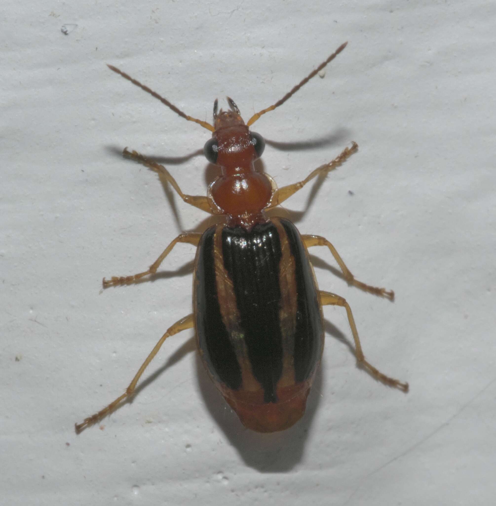 Image of Lebia (Lebia) solea Hentz 1830