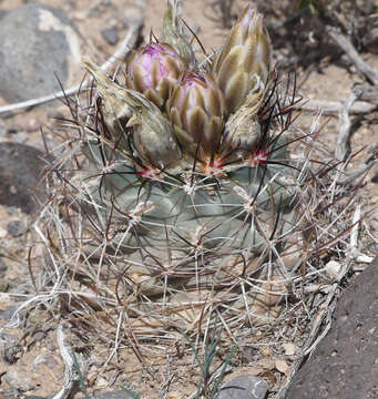 Image of Colorado hookless cactus