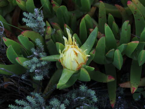 Слика од Carpobrotus edulis subsp. edulis