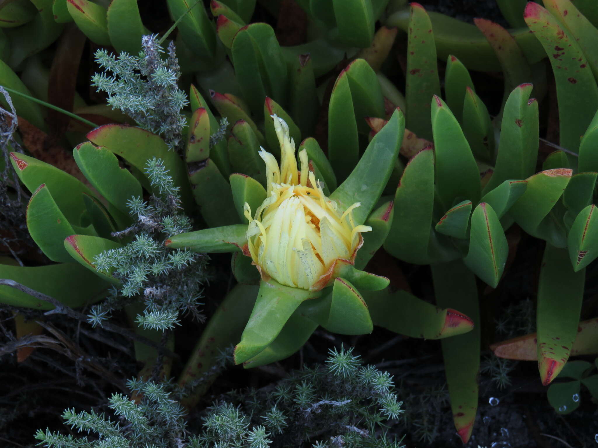 Imagem de Carpobrotus edulis subsp. edulis