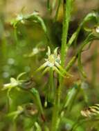 Image of Habenaria galpinii Bolus