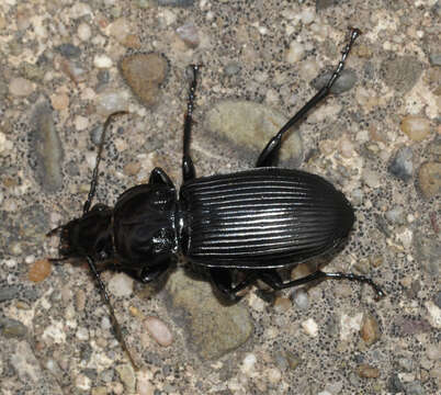 Image of Carabidae