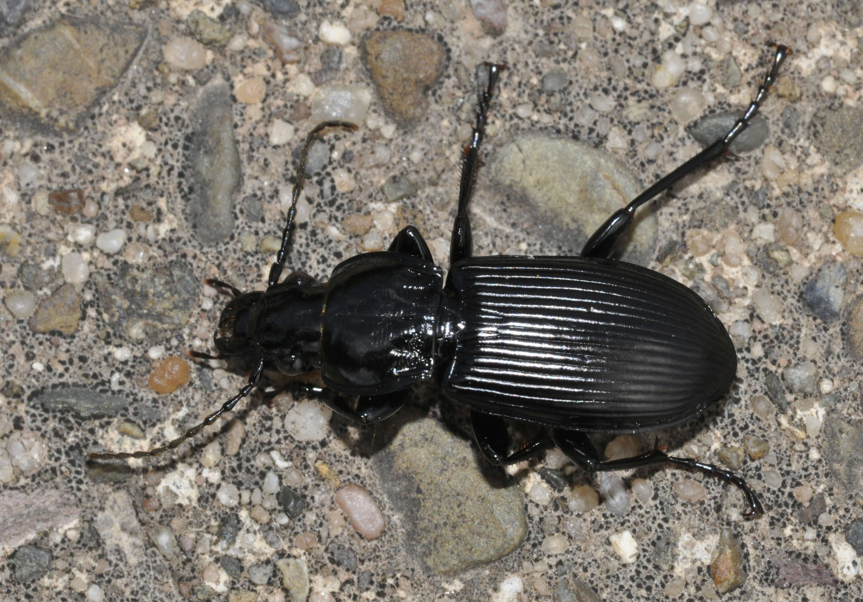 Image of Carabidae