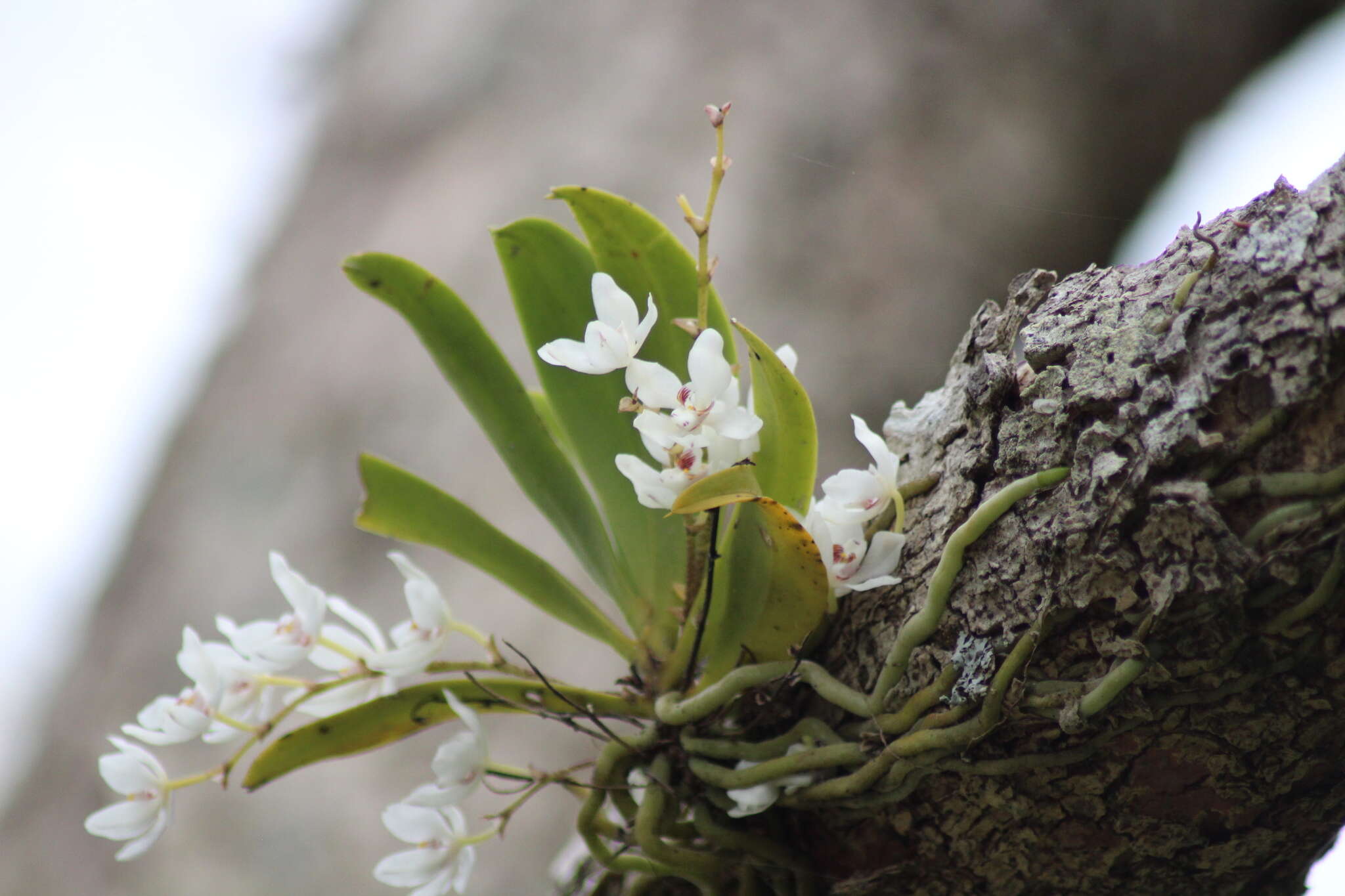 Image of Orange blossom orchid