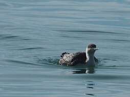 Image of Red-throated Diver