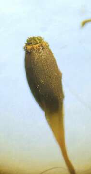 Image of <i>Lewinskya striata</i>