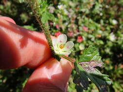 Image of Anisodontea biflora (Desr.) D. M. Bates