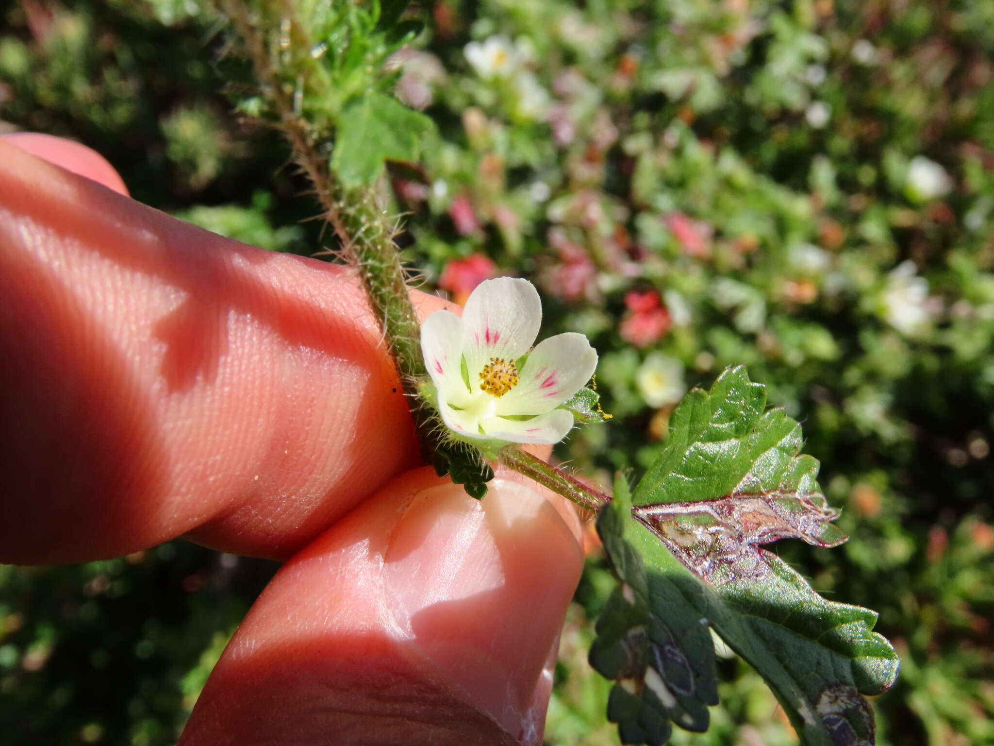 Image of Anisodontea biflora (Desr.) D. M. Bates