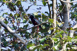 Image of Maroon Oriole