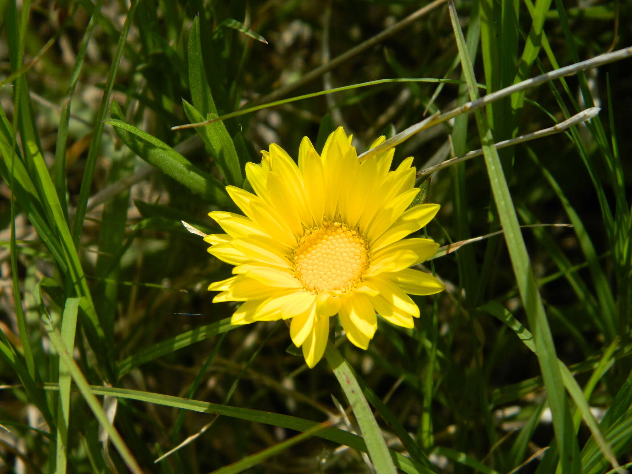 Image of Grindelia scorzonerifolia Hook. & Arn.