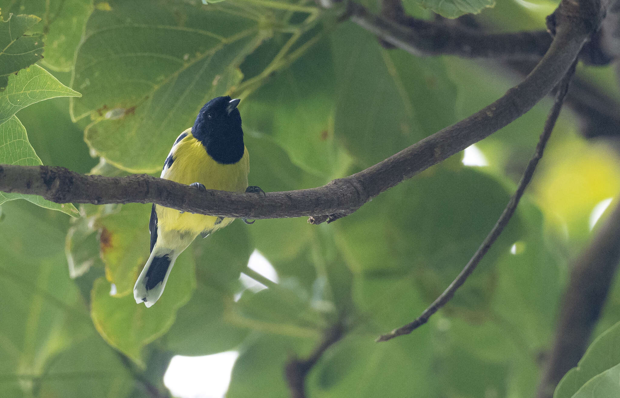 Image of Periparus amabilis