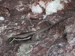 Image of Striped Lava Lizard