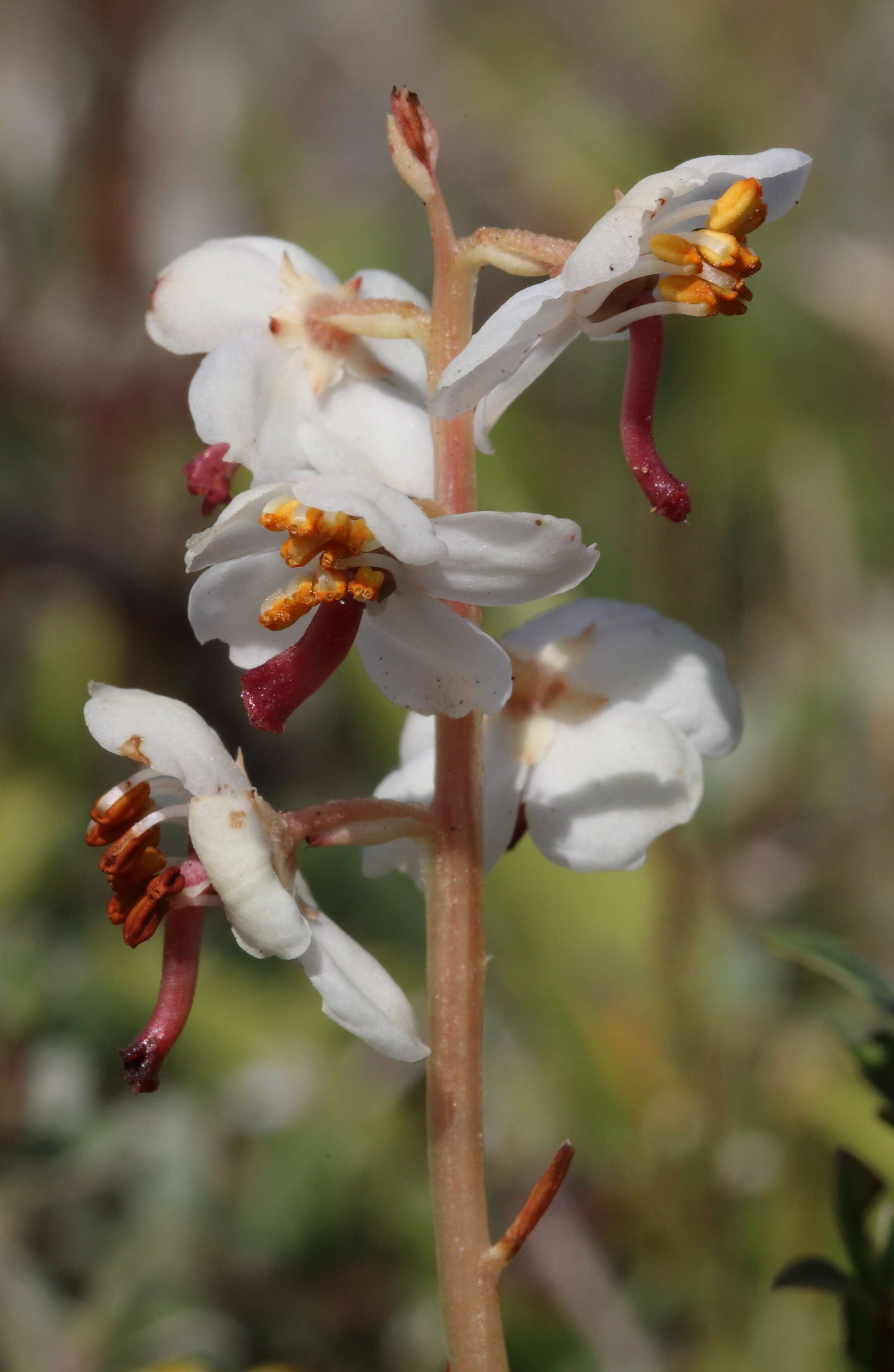 Image of round-leaved wintergreen