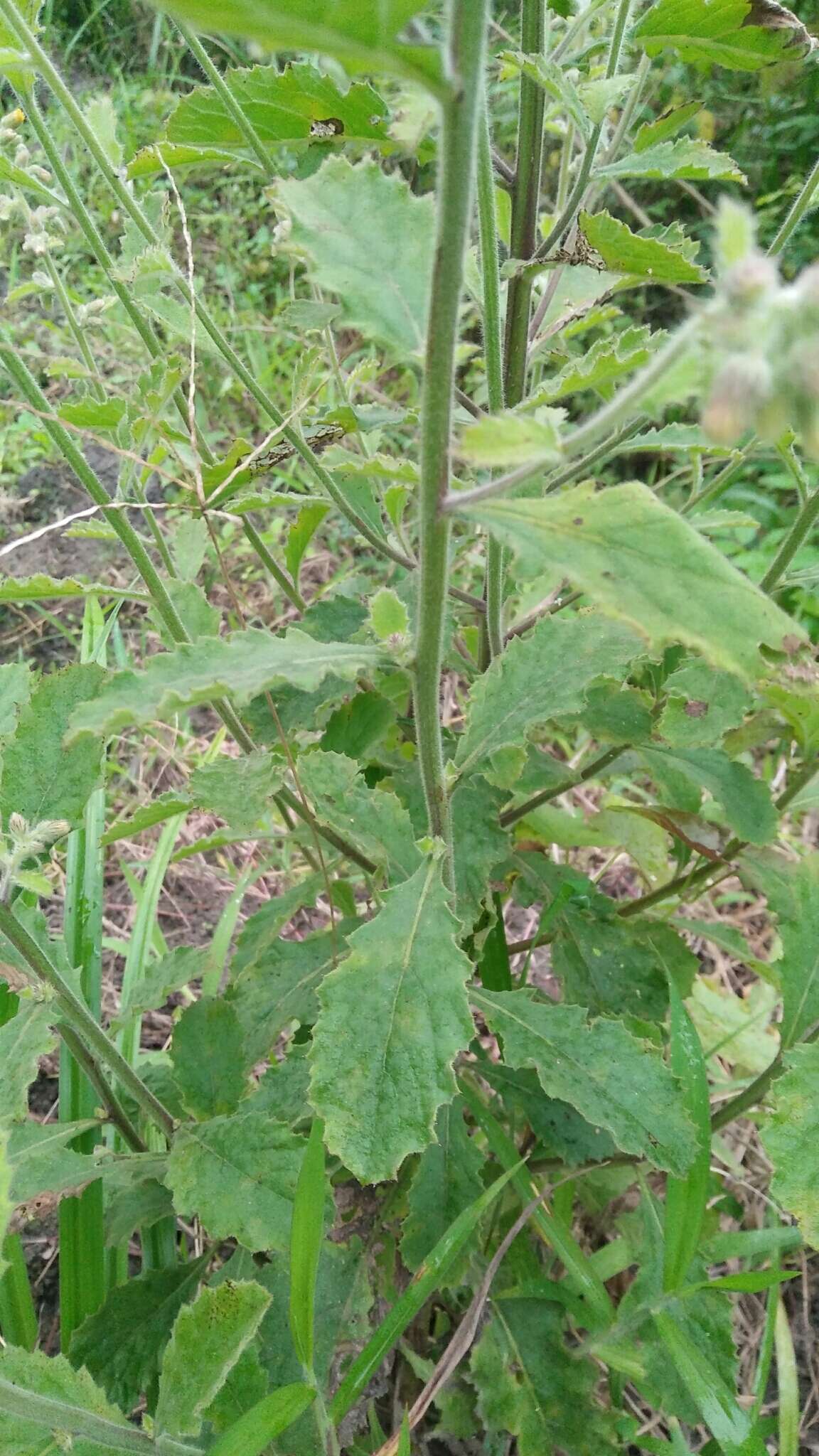 Image de Blumea oblongifolia Kitam.