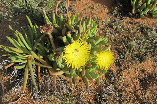 Plancia ëd Cheiridopsis pearsonii N. E. Br.