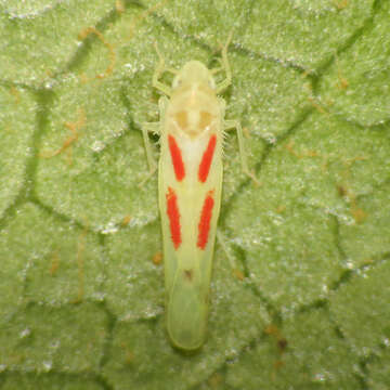 Image of Blackberry Leafhopper