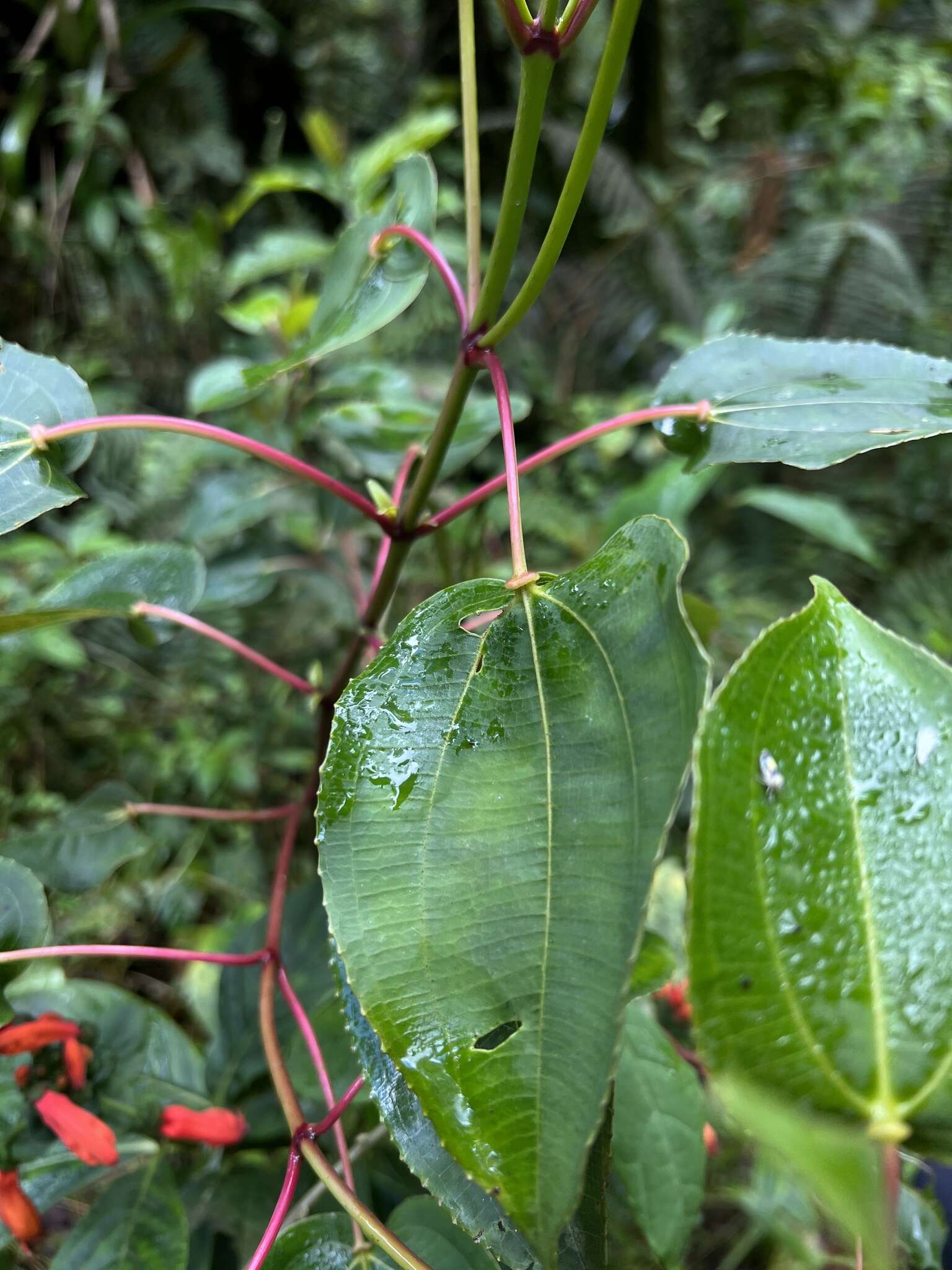 Image of Axinaea scutigera Triana