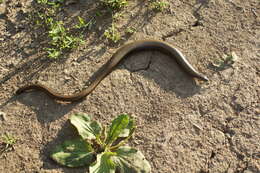 Image of Slow Worm