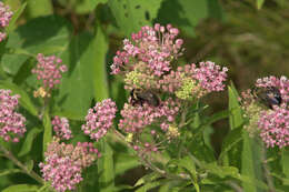 Imagem de Asclepias incarnata subsp. pulchra (Ehrh. ex Willd.) Woods.