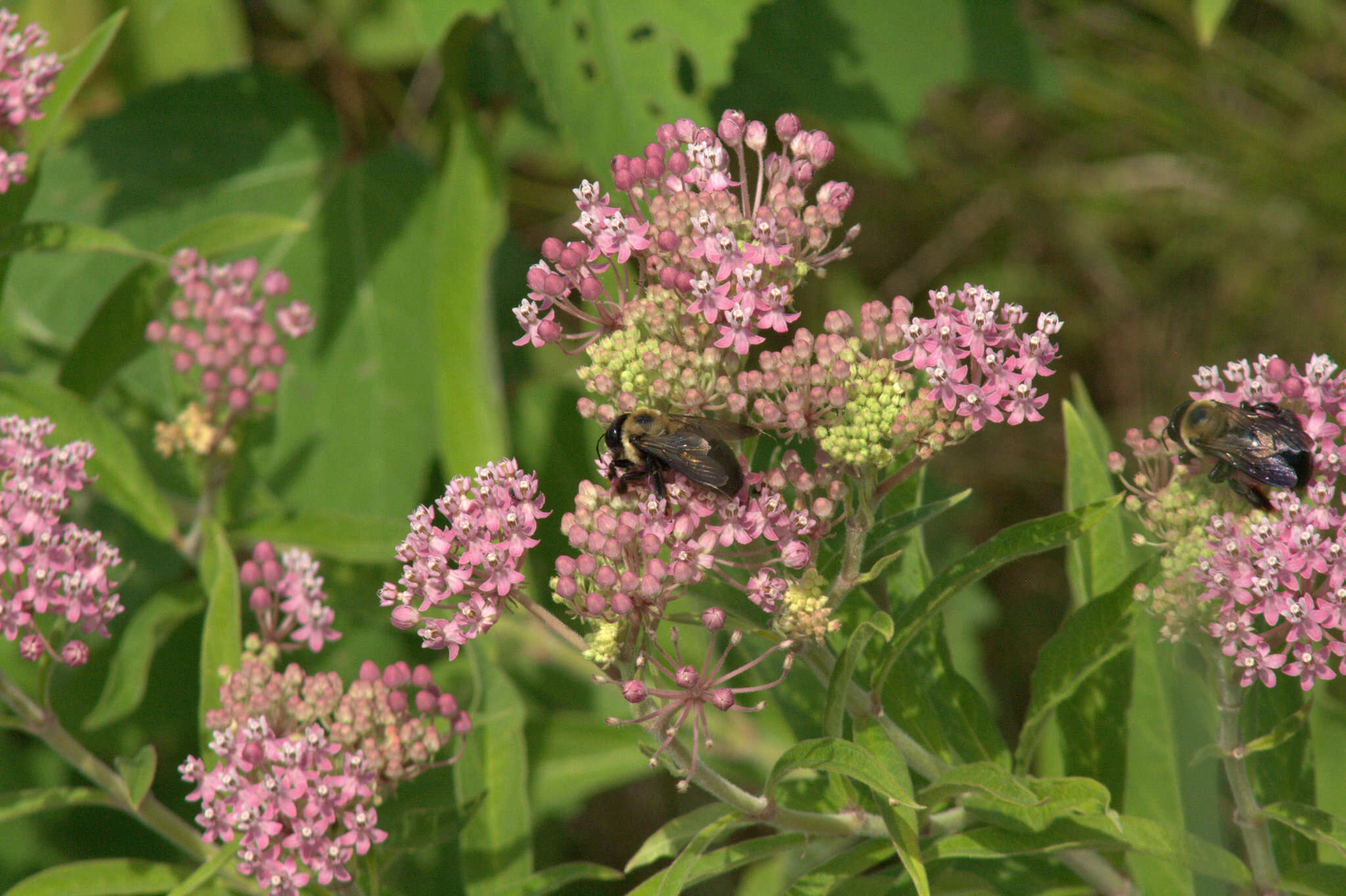 Sivun Asclepias incarnata subsp. pulchra (Ehrh. ex Willd.) Woods. kuva