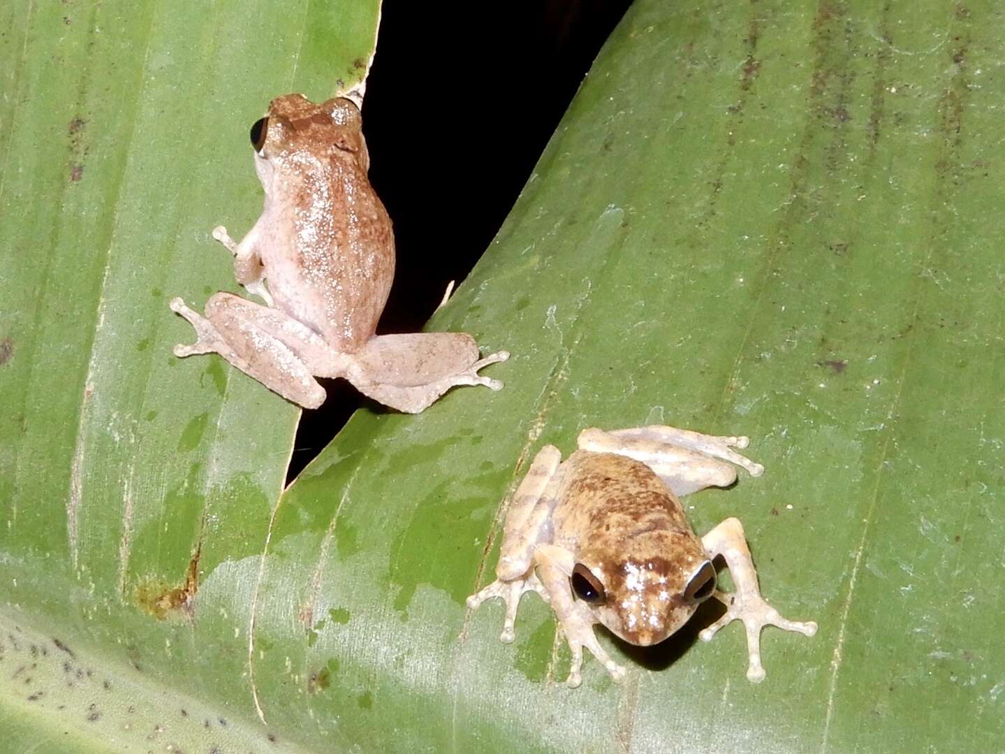 Image of Anil's Bush Frog