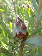 Imagem de Leucadendron rubrum Burm. fil.