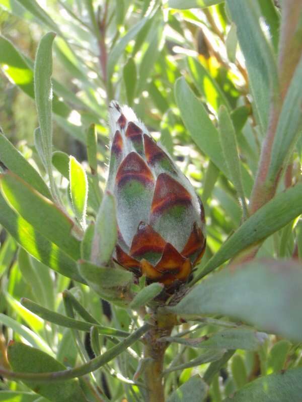 Imagem de Leucadendron rubrum Burm. fil.