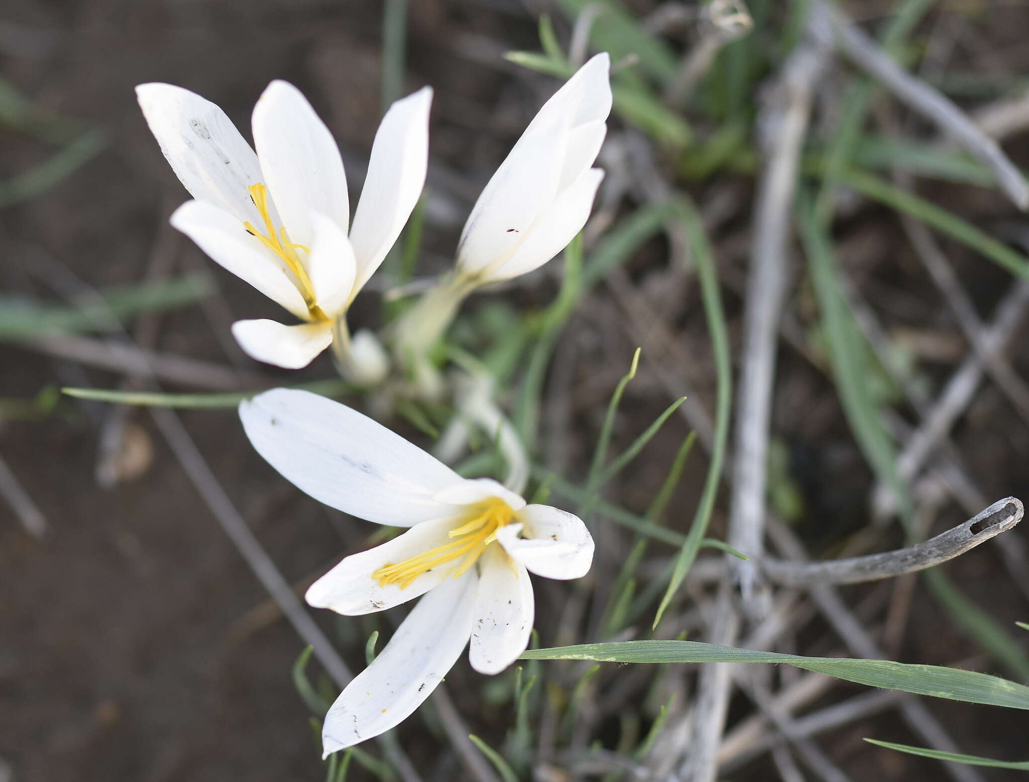 Image of Crocus aleppicus Baker