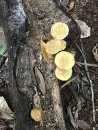 Image of Pluteus chrysaegis (Berk. & Broome) Petch 1912