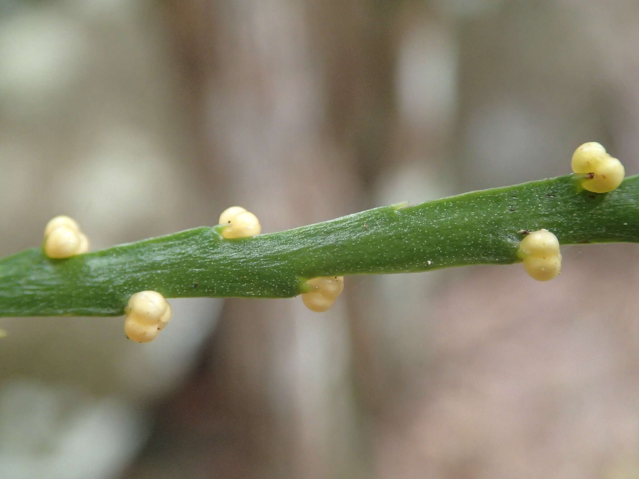 Psilotum complanatum Sw.的圖片