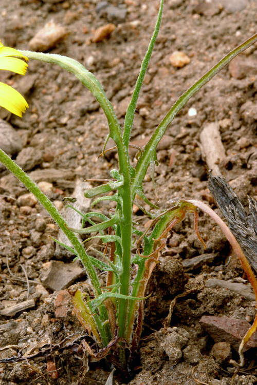 صورة Agoseris parviflora (Nutt.) D. Dietr.