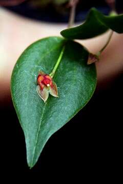 Image of Babyboot orchids