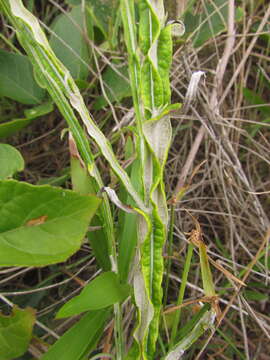 Image of Pterocaulon lorentzii Malme