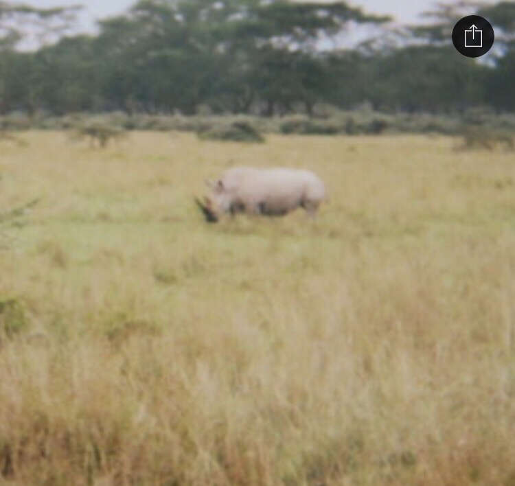 Image of Ceratotherium simum simum