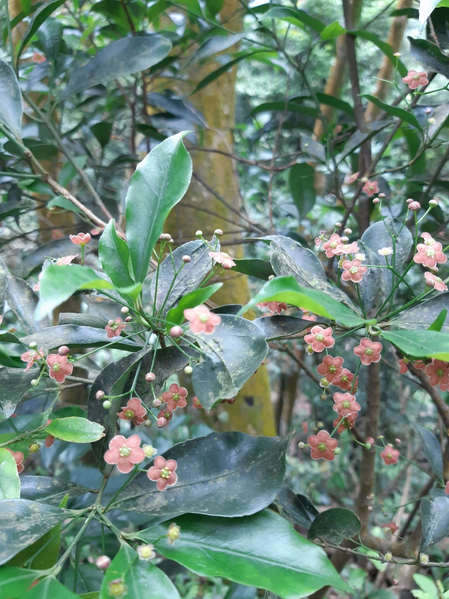 Imagem de Euonymus laxiflorus Champ. ex Benth.