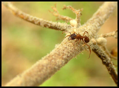 Image of Northern Fungus Farming Ant