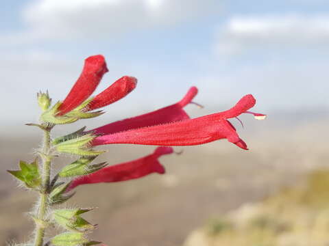 Image de Salvia henryi A. Gray