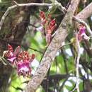 Plancia ëd Oncidium karwinskii (Lindl.) Lindl.