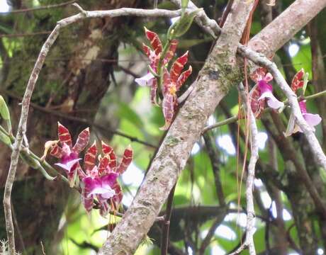 Plancia ëd Oncidium karwinskii (Lindl.) Lindl.