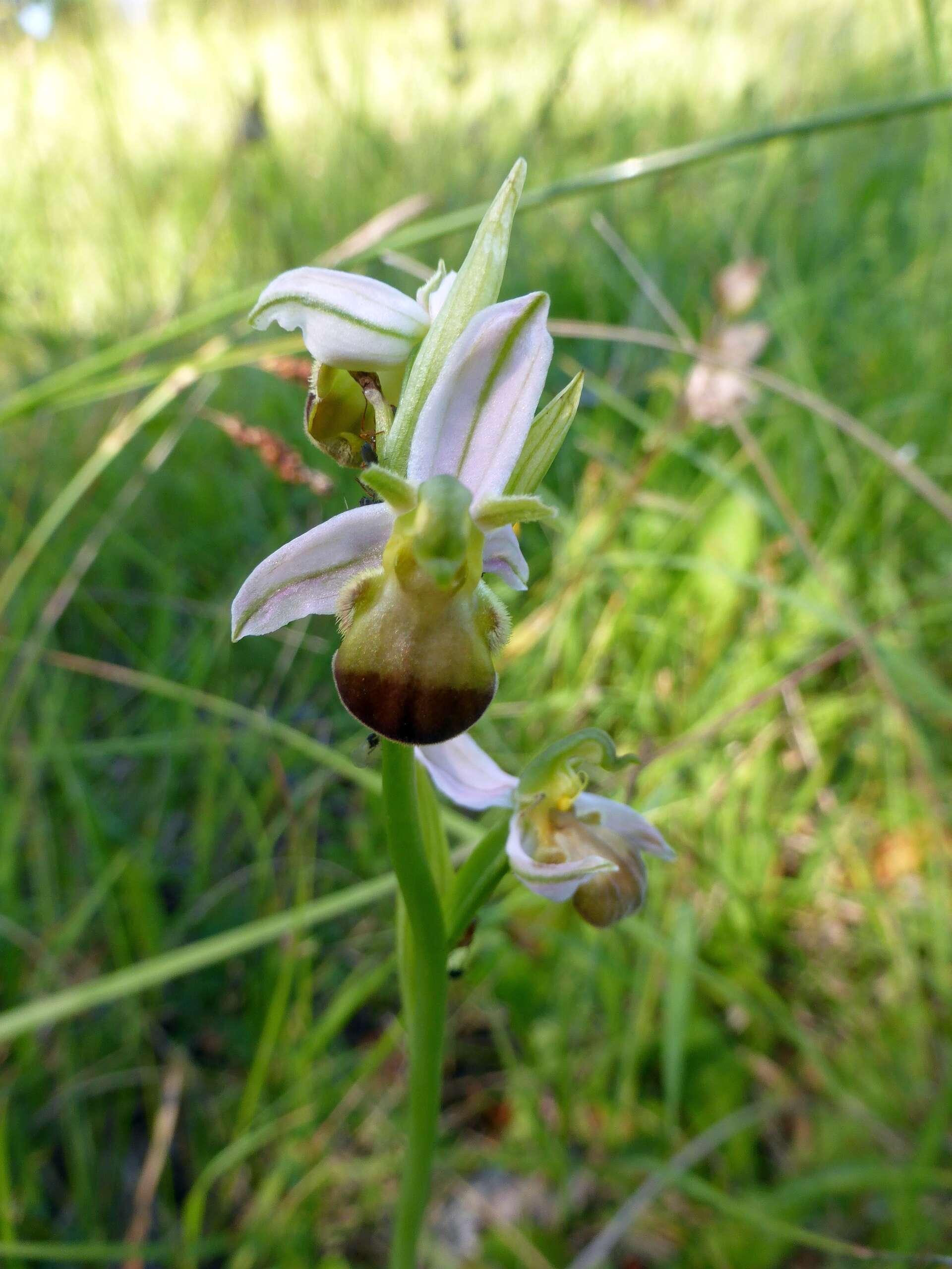 Image of Bee orchid