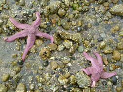 Image of Giant Pink Sea Star