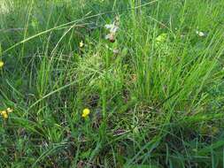 Image of Bee orchid