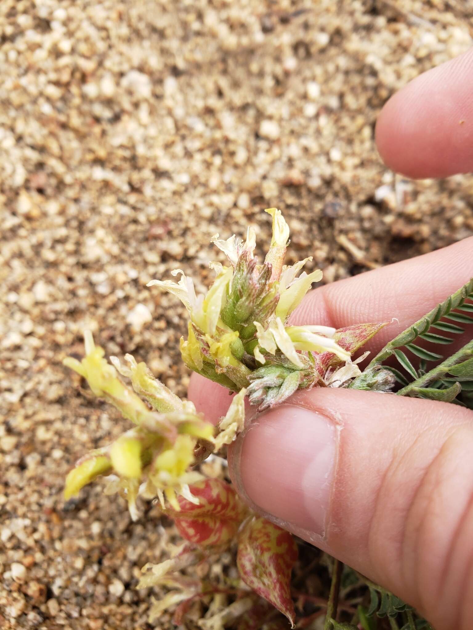 Image of freckled milkvetch