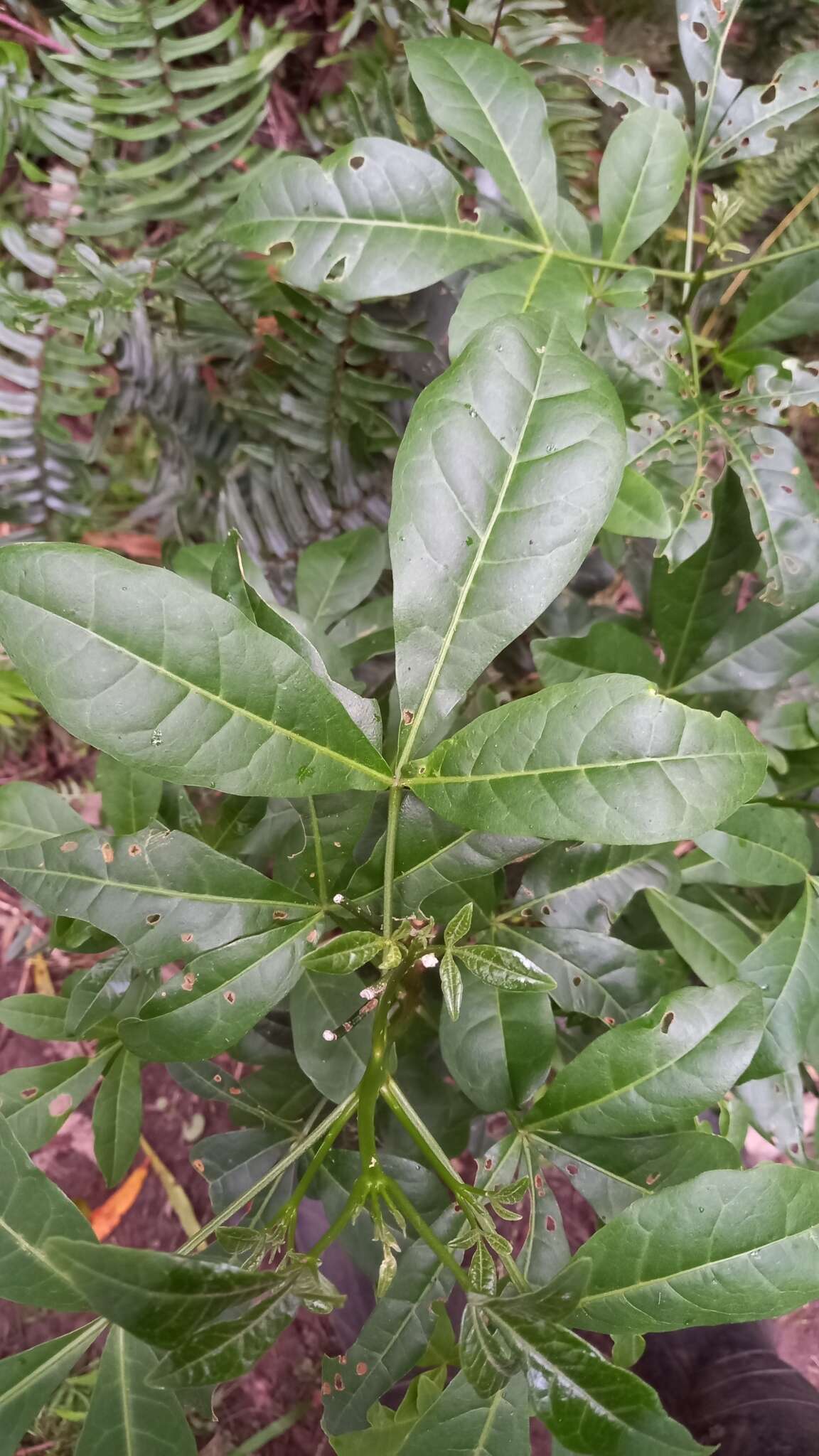 Melicope micrococca (F. Müll.) T. G. Hartley resmi